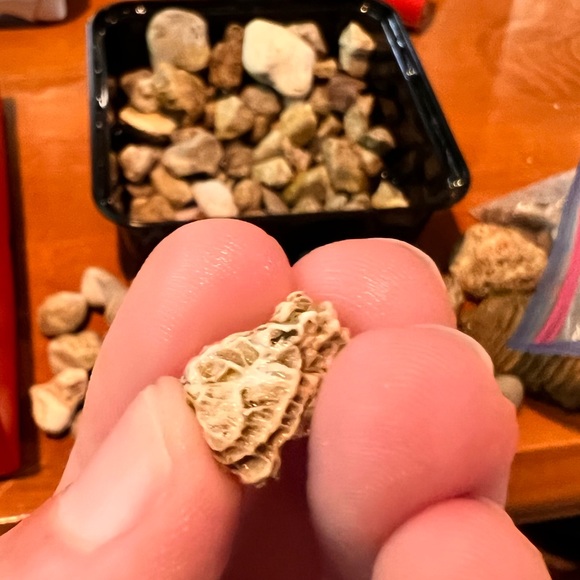 Horn Coral Fragment - Picture 2 of 2